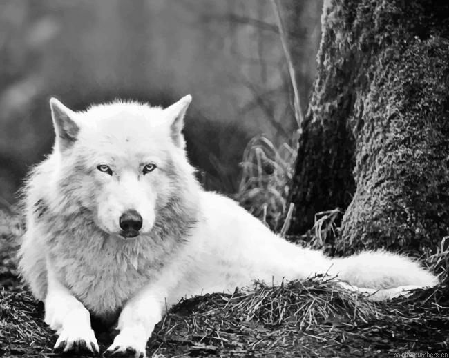 White Wolf In The Woods Animals Painting By Numberss.png