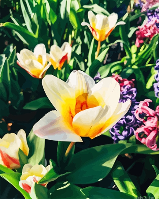 White Yellow Crocus Flowers Painting By Numbers.png