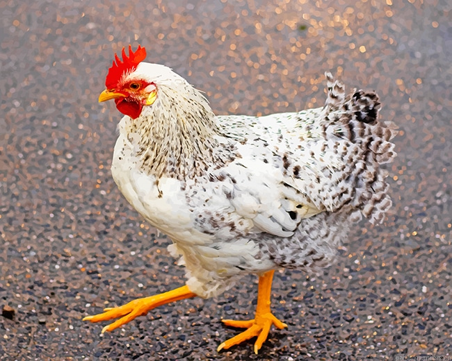White And Black Chicken Birds Painting By Numbers.png