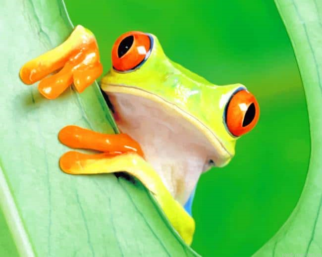 Wide Frog Animals Painting By Numberss.png