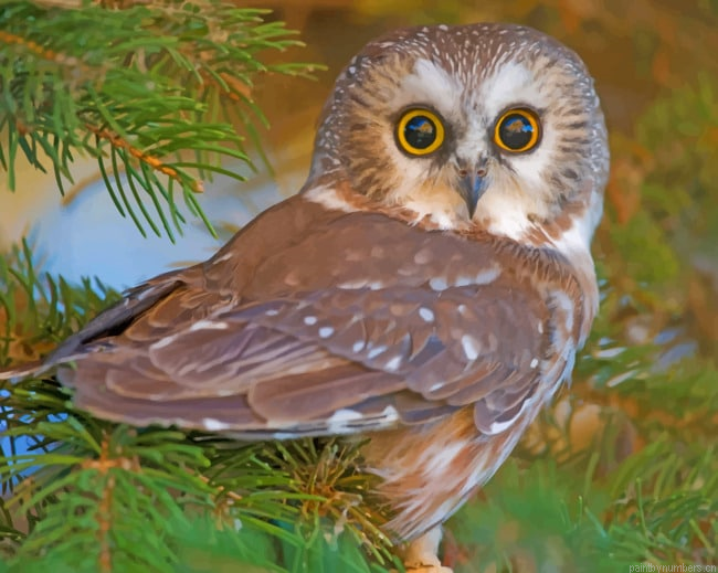 Wide Open Owl Eyes Birds Painting By Numberss.png
