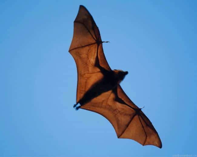 Wide Winged Bat Flies Animals Painting By Numberss.png
