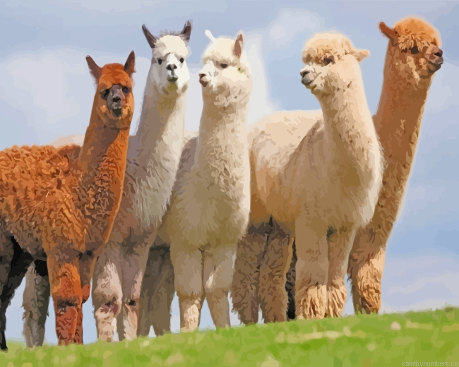 Wild Alpacas Animals Painting By Numberss.png