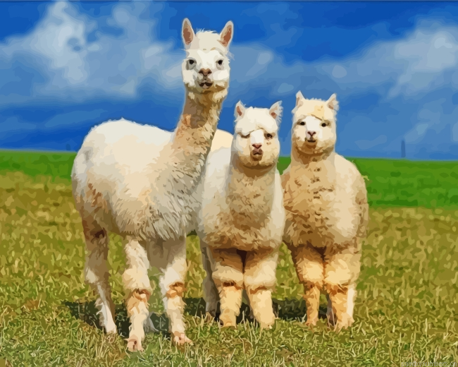 Wild Alpacas Painting By Numberss.png