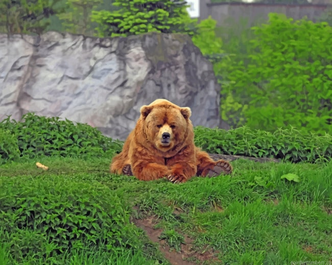 Wild Bear Sitting On Grass Animals Painting By Numberss.png