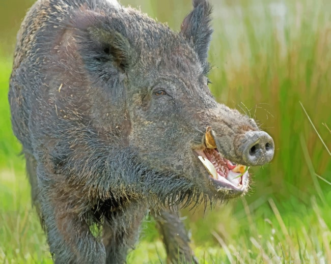 Wild Boar Pig Animals Painting By Numberss.png