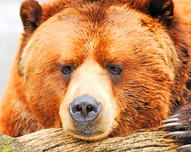 Wild Brown Bear Animals Painting By Numberss.png