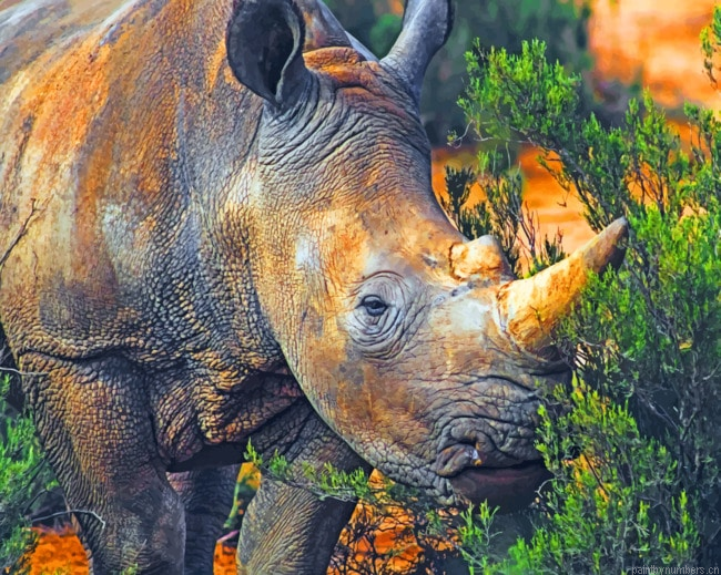 Wild Brown Rhinoceros Animals Painting By Numberss.png