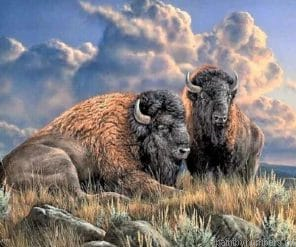 Wild Buffalo Painting By Numberss.png