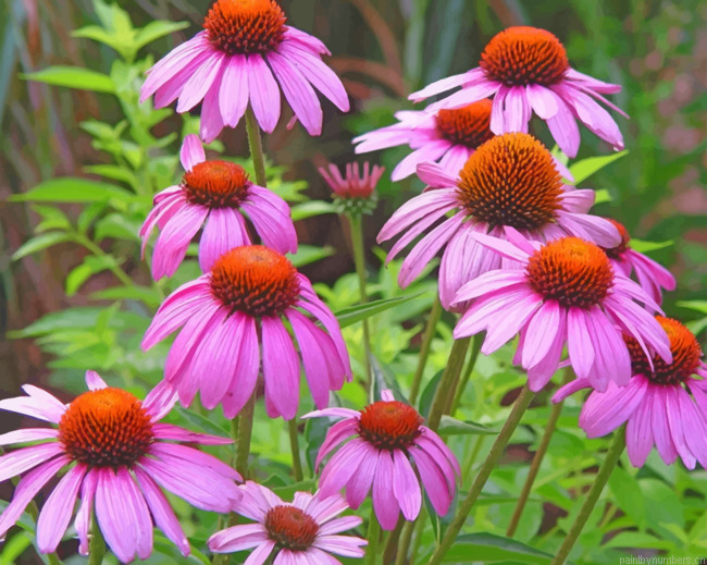 Wild Coneflower Painting By Numbers.png