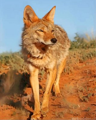 Wild Coyote Painting By Numbers.png