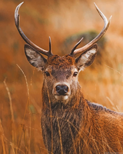 Wild Deer In Zoo Animals Painting By Numberss.png