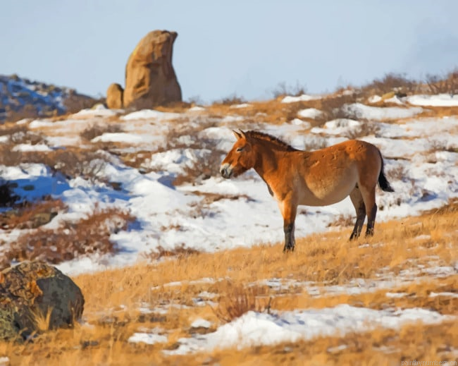 Wild Donkey In The Snow Animals Painting By Numberss.png