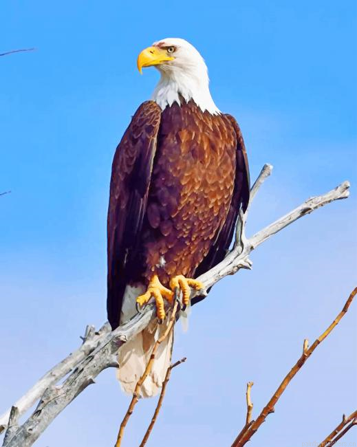 Wild Eagle Birds Painting By Numberss.png