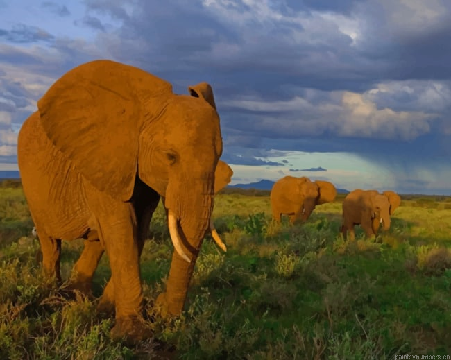 Wild Elephants Animals Painting By Numberss.png