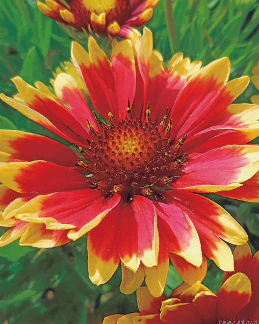 Wild Flower Gaillardia Painting By Numbers.png