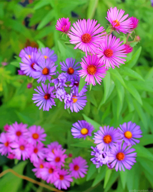 Wild Flowers Aster England Painting By Numbers.png