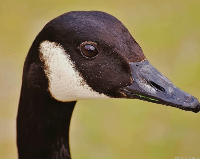 Wild Goose Water Bird Painting By Numberss.png