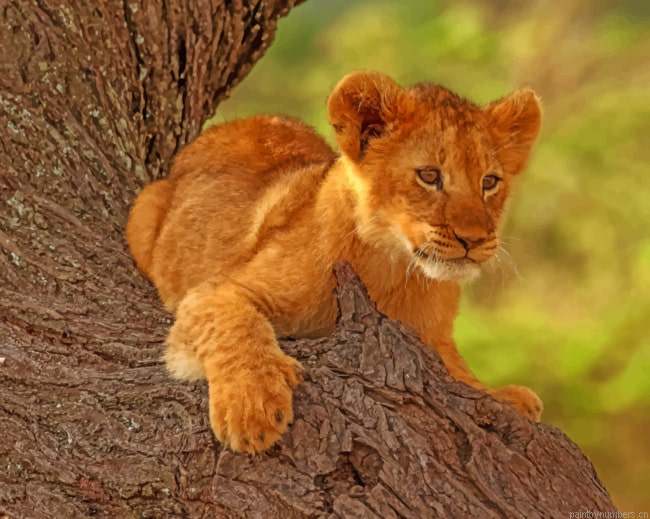 Wild Lion Cub Animals Painting By Numberss.png