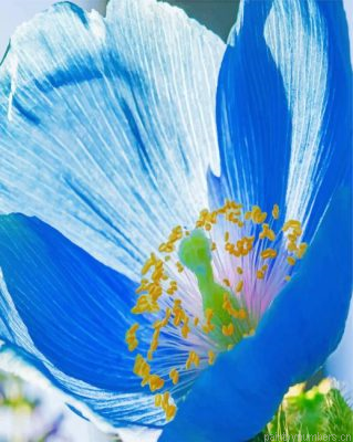 Wild Mallory Blue Poppy Painting By Numbers.png