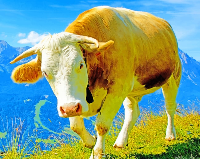 Wild Mountain Cow Animals Painting By Numberss.png