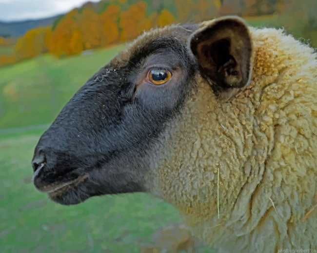 Wild Mountains Sheep Animals Painting By Numberss.png