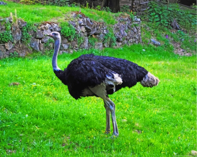 Wild Ostrich Birds Painting By Numberss.png
