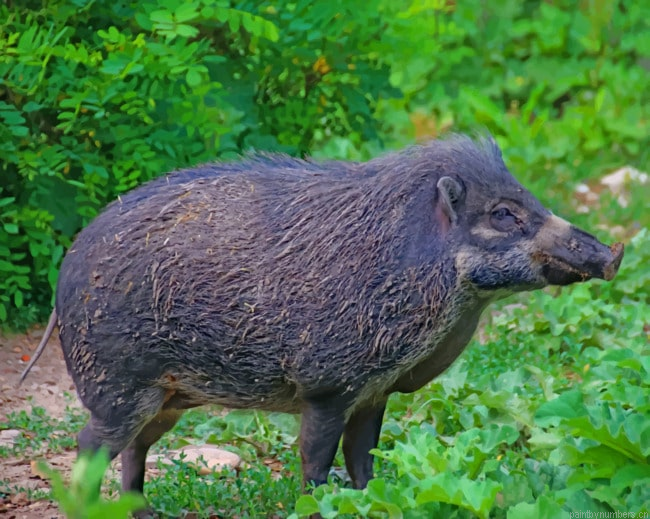 Wild Pig Species Animals Painting By Numberss.png