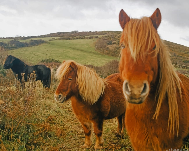 Wild Pony Horses Animals Painting By Numberss.png