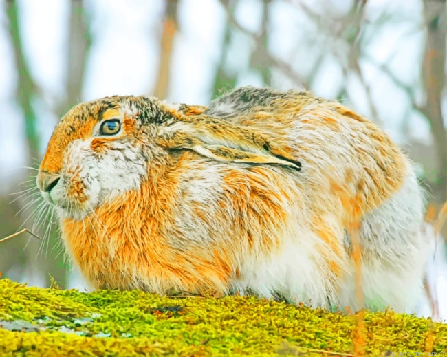 Wild Rabbit Species Painting By Numberss.png