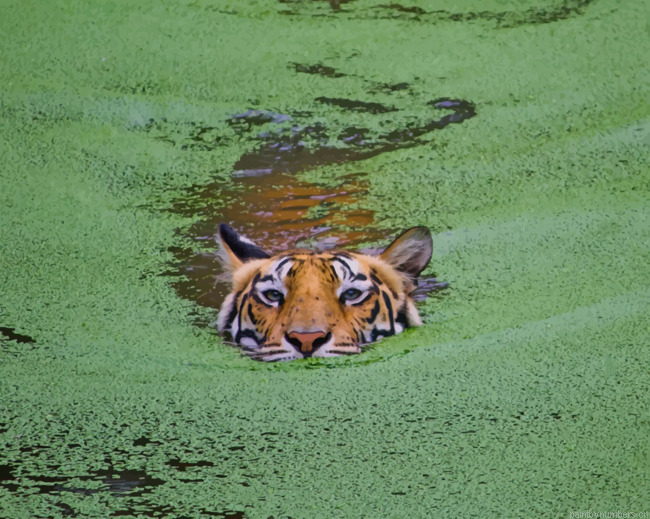 Wild Tiger In Swamp Animals Painting By Numberss.png