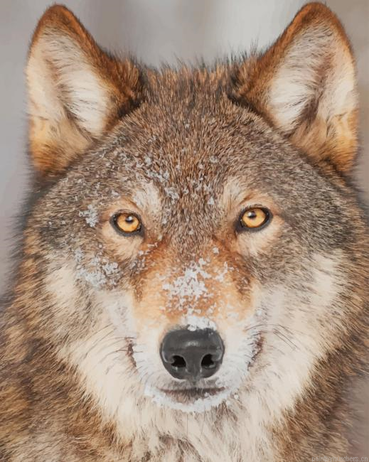 Wild Wolf Animals Painting By Numberss.png