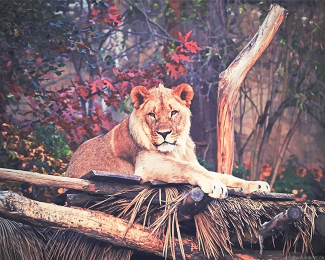 Wildlife Lion Animals Painting By Numbers.png