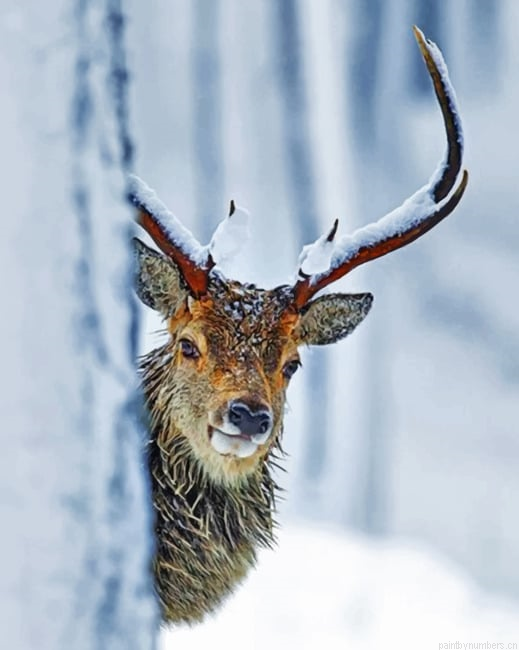 Wildlife Stag Painting By Numberss.png
