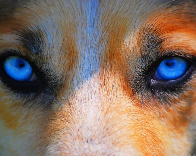 Wolf Blue Eyes Animals Painting By Numberss.png