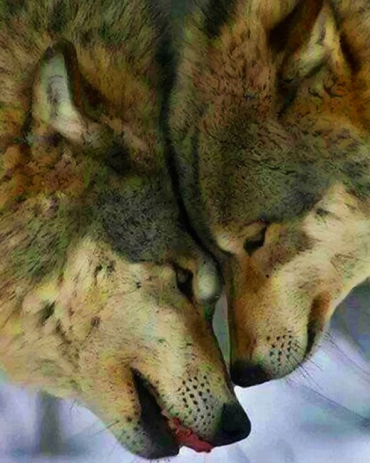 Wolf Couple Animals Painting By Numberss.png