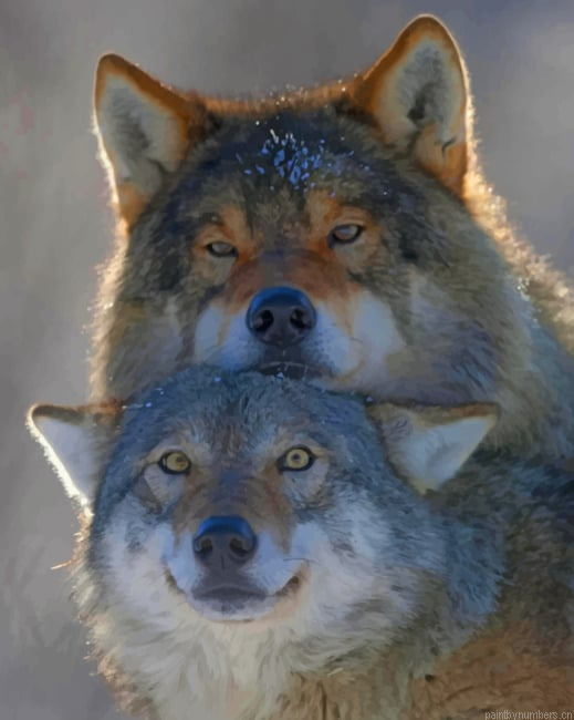 Wolf Couple New Painting By Numberss.png