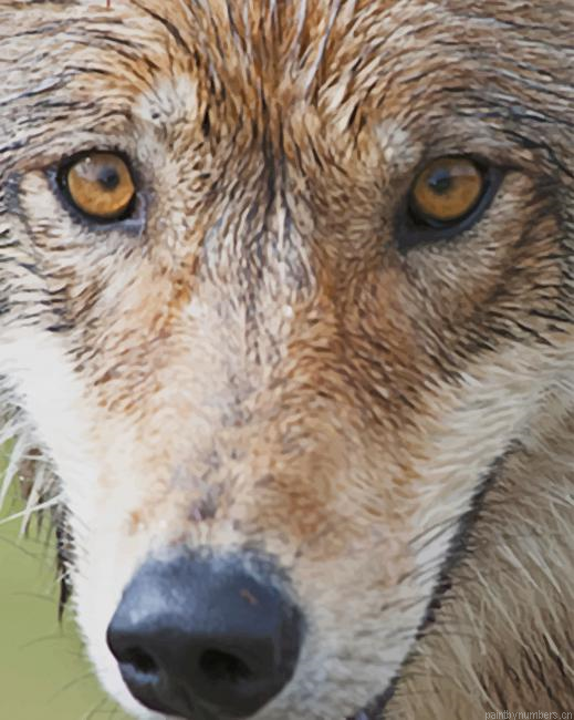 Wolf Face Animals Painting By Numberss.png