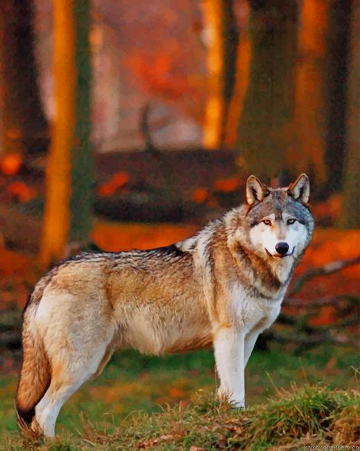 Wolf In The Wild Animals Painting By Numberss.png