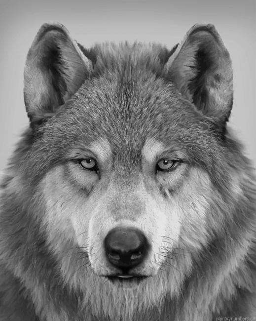 Wolf Portrait Animals Painting By Numberss.png