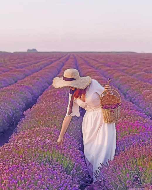 Woman In A Field Of Lavender Painting By Numberss.png