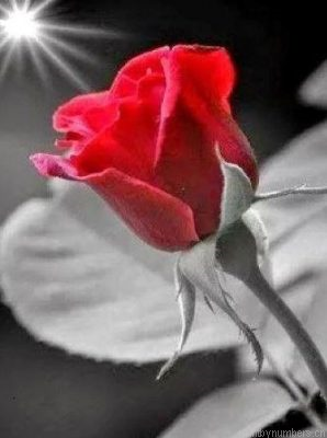 Wonderful Morning Red Rose Painting By Numbers.png