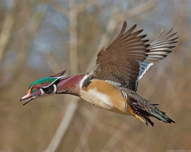 Wood Duck Painting By Numberss.png