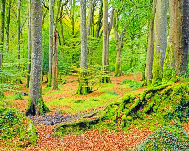 Woodland Painting By Numbers.png