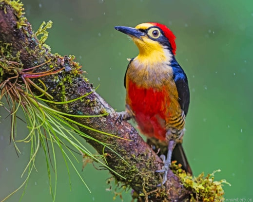 Woodpecker Bird Painting By Numberss.png