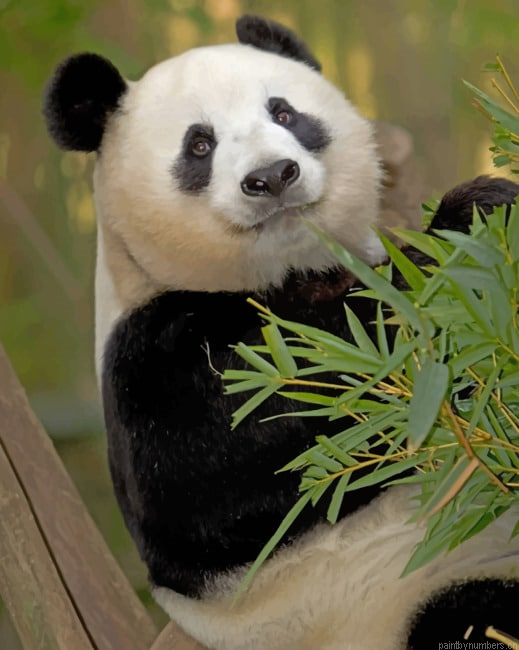 Xiao Liwu Panda Animals Painting By Numberss.png