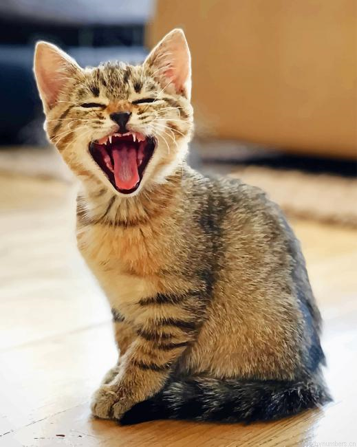 Yawning Cat Animals Painting By Numberss.png