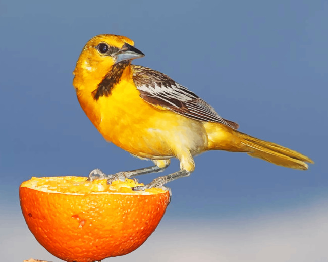 Yellow And Brown Sparrow On Sliced Orange Painting By Numberss.png