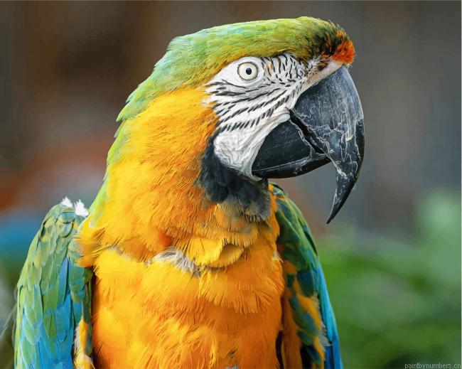 Yellow And Green Parrot Birds Painting By Numberss.png