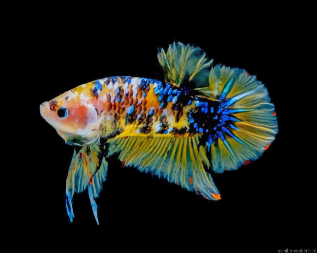 Yellow Betta Fish Painting By Numbers.png